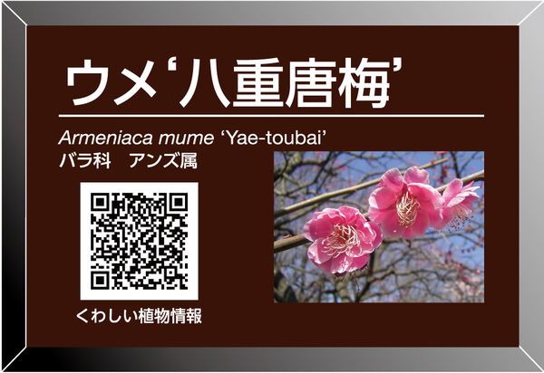 表示面例