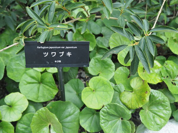 製品画像