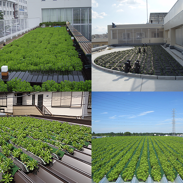 常緑キリンソウ袋方式施工事例（屋上、折板屋根）