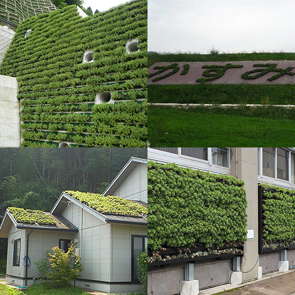 常緑キリンソウ袋方式施工事例（砂防堰堤、法面、住宅屋根、壁面）