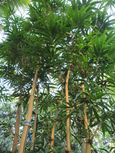 竹オーバルマイヨン バンブー BAMBOO バイカラー 59a84cc0b92c1968e768482c2999d2
