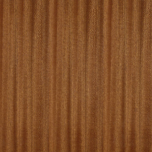 樹種画像