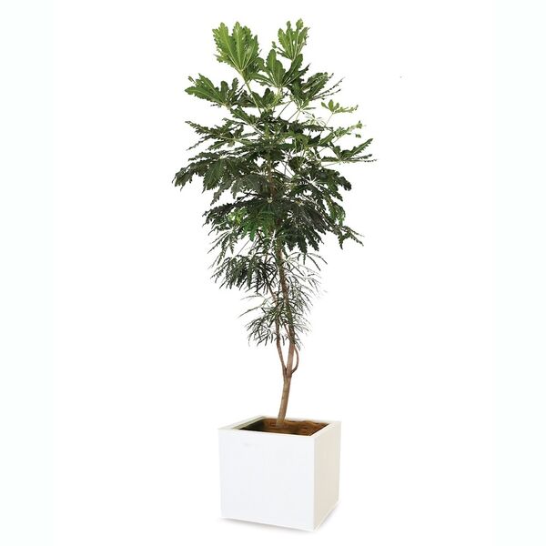 観葉植物_大鉢セローム(幹上がり)_ほか各種(kan_b_32)